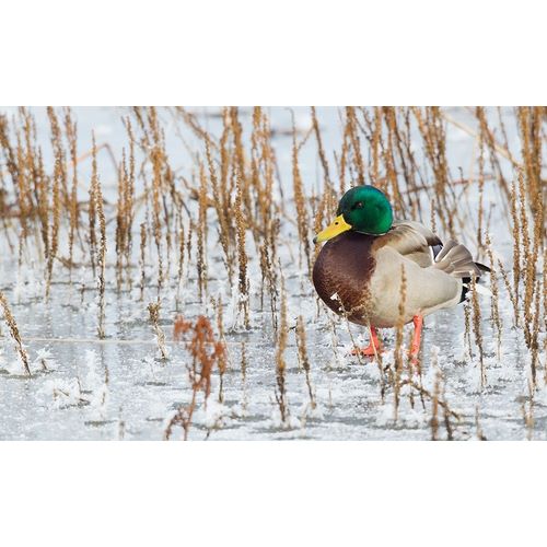 Mallard Duck-frozen pond